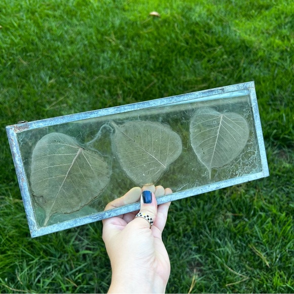 Dried Skeleton Leaves Pressed in Glass Framed Skeletonized Leaves Clear Glass - Picture 1 of 12